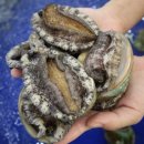 완도전복 이미지