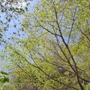 산새소리 이미지