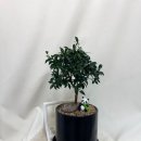 꽃그리고 | 왜관꽃집 다육그리고꽃에서 기분전환 꽃다발 맞춘 후기