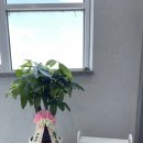 댕스라이프 이미지