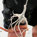 대행목장 1 이미지