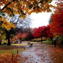 가을비, 그리고 그리움..... Autumn Leaves / Ralf Bach 이미지
