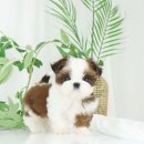 향기펫샵 이미지