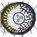 대신종축 이미지