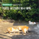 한라사료 이미지