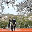 금릉초등학교 | 김천 연화지 교동872 먹은 솔직후기