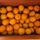 중대농장 | [솔직후기] 올 겨울은 한라산농장 으로 끝냈다! 황금향 한라봉 구매 구매 구매 구매 후기