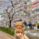 율하별 | 율하강아지분양, 솔직 후기 방문 전 꼭 참고하세요