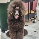 개스트펫살롱 이미지