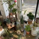 꽃집초이 이미지