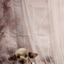 안나펫살롱 이미지