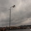 더조은수산
