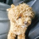 다녀오개습니다 이미지