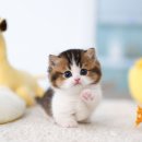 수원고양이전문분양 가토캣슬 광교용인점 | 광교고양이분양 골드바이 먼치킨숏레그 남아 '요요' 인사드려요~!!