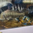 고성수산횟집 이미지