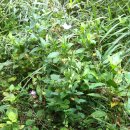 도마1리 이미지