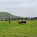 형식목장 이미지