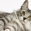 박종현동물병원 이미지