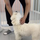 퍼피파파 이미지