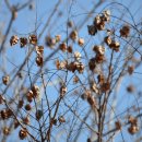 나무고아원 이미지