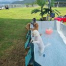 개랑나랑 이미지