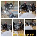 관상닭 여러품종 부화용 유정란 분양합니다●19 이미지