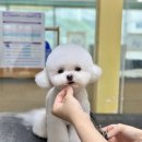 슈슈퍼피 이미지