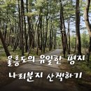 알봉 둘레길 | 울릉도 여행 산책하기 좋은 곳 나리분지 알봉분화구
