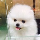 위즈펫 동물병원 이미지