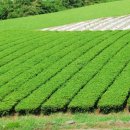 차와 함께 힐링 이미지