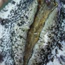 털보축산 이미지