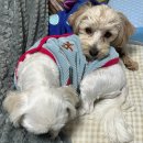 놀멍자멍 민박 | [천안 삼룡동 멍자네]만족하는 애견미용!내돈내산!