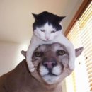 고양이 모자 이미지