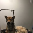 아가페 펫살롱 이미지