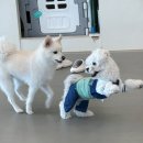 멍프리스쿨 | 강아지유치원 창업, 수익구조와 운영 비용 총정리