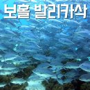 S다이버스마린 | 보홀 발리카삭 다이빙 포인트 Day-2 (수중환경, 섬 이용시설)