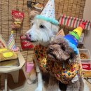 개털깍는 사랑이네 | 김해 애견미용 ‘개털깍는 곱단이네’에서 홍삼 남매 둘이 같이 미용 받고 왔어요~