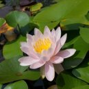 보화다원 이미지