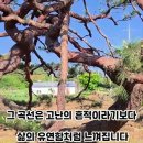 당진시 송악읍 방계리 160세 넘은 소나무 예찬 이미지