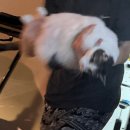 옥토상점