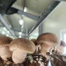 간현농장 이미지