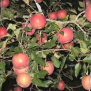 지은농장 이미지