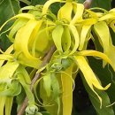 일랑일랑 이미지