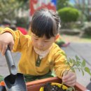 밝은 💚 식목일 방울토마토 모종 심기 이미지