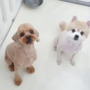 스타덤 펫살롱 이미지