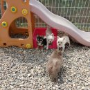 치와와 둥지 이미지