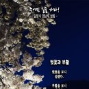 핸드폰 배경화면&잠금화면_20240414_벚꽃과 부활_주어진 길을 가라!_창세기 23장을 묵상한 후_부활절 세 번째 주일 묵상_밀양시 이미지