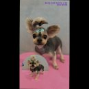 올케어댕 이미지