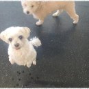 한강펫케어센터 | 양천구애견호텔 믿고 맡기는 꼬마네 펫 데이케어센터 후기