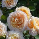 에크루(ECRU) 이미지